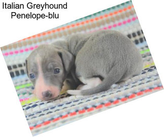 Italian Greyhound Penelope-blu