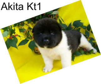 Akita Kt1