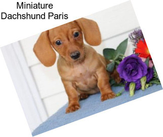 Miniature Dachshund Paris