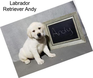 Labrador Retriever Andy