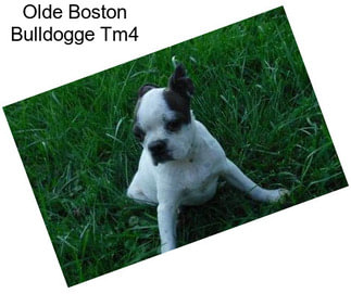 Olde Boston Bulldogge Tm4