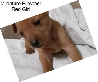 Miniature Pinscher Red Girl