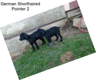 German Shorthaired Pointer 2