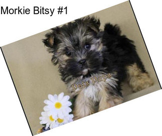 Morkie Bitsy #1