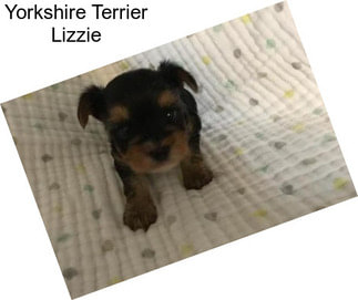 Yorkshire Terrier Lizzie