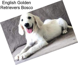 English Golden Retrievers Bosco
