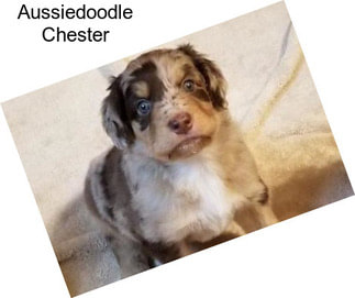 Aussiedoodle Chester