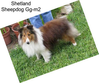 Shetland Sheepdog Gg-m2