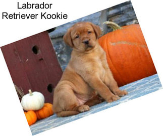 Labrador Retriever Kookie