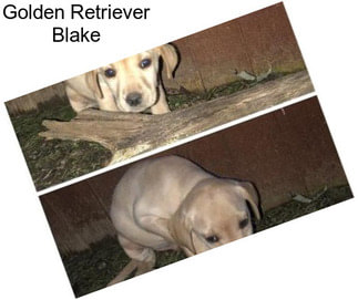 Golden Retriever Blake