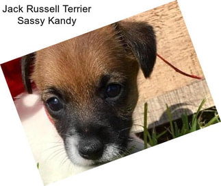 Jack Russell Terrier Sassy Kandy