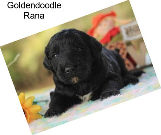 Goldendoodle Rana