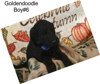 Goldendoodle Boy#6