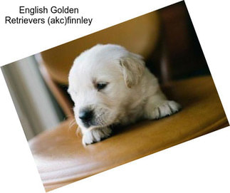 English Golden Retrievers (akc)finnley