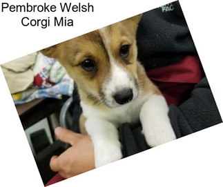 Pembroke Welsh Corgi Mia