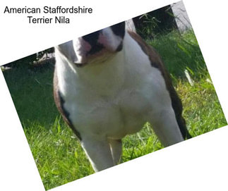 American Staffordshire Terrier Nila