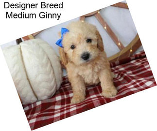 Designer Breed Medium Ginny