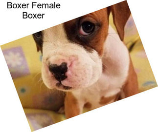 Boxer Female Boxer