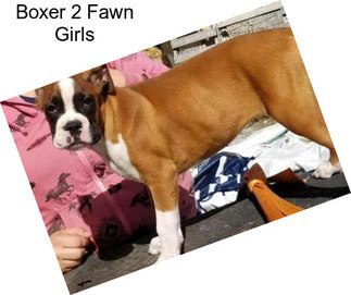 Boxer 2 Fawn Girls