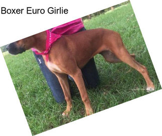 Boxer Euro Girlie