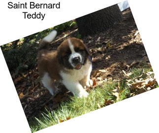 Saint Bernard Teddy