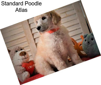 Standard Poodle Atlas
