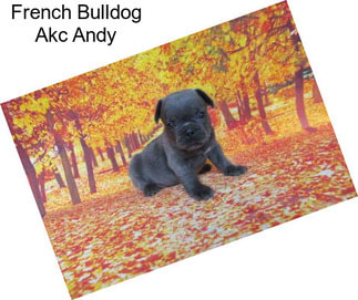 French Bulldog Akc Andy