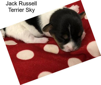 Jack Russell Terrier Sky