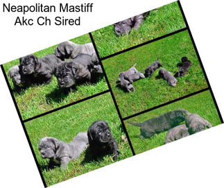 Neapolitan Mastiff Akc Ch Sired