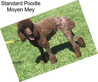 Standard Poodle Moyen Mey