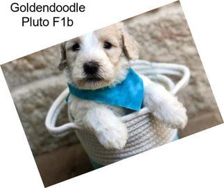 Goldendoodle Pluto F1b