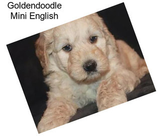 Goldendoodle Mini English