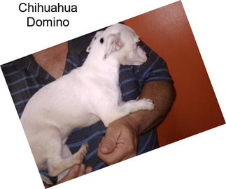 Chihuahua Domino