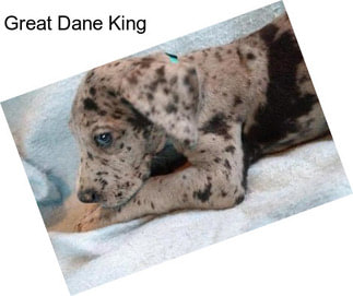 Great Dane King