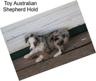 Toy Australian Shepherd Hold