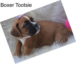 Boxer Tootsie