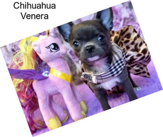 Chihuahua Venera