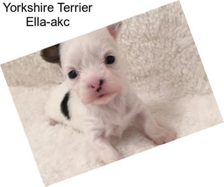 Yorkshire Terrier Ella-akc