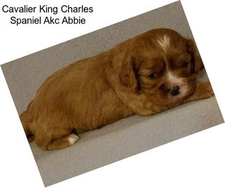 Cavalier King Charles Spaniel Akc Abbie