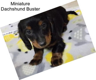 Miniature Dachshund Buster