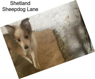 Shetland Sheepdog Lane