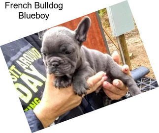 French Bulldog Blueboy