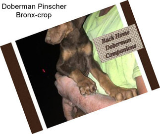 Doberman Pinscher Bronx-crop