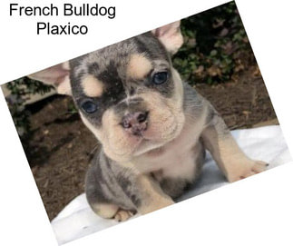 French Bulldog Plaxico