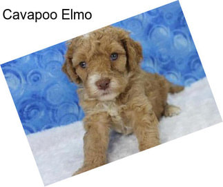 Cavapoo Elmo