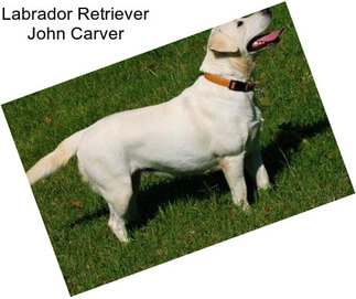 Labrador Retriever John Carver