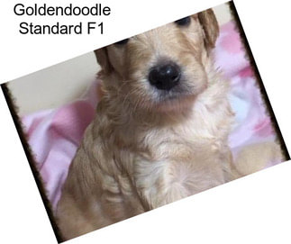 Goldendoodle Standard F1