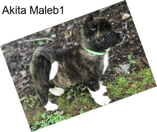 Akita Maleb1