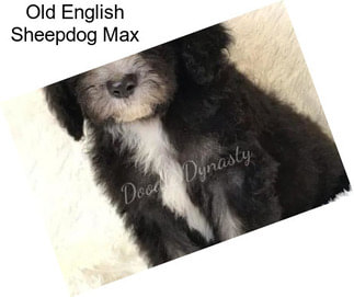 Old English Sheepdog Max