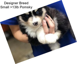 Designer Breed Small >13lb Pomsky